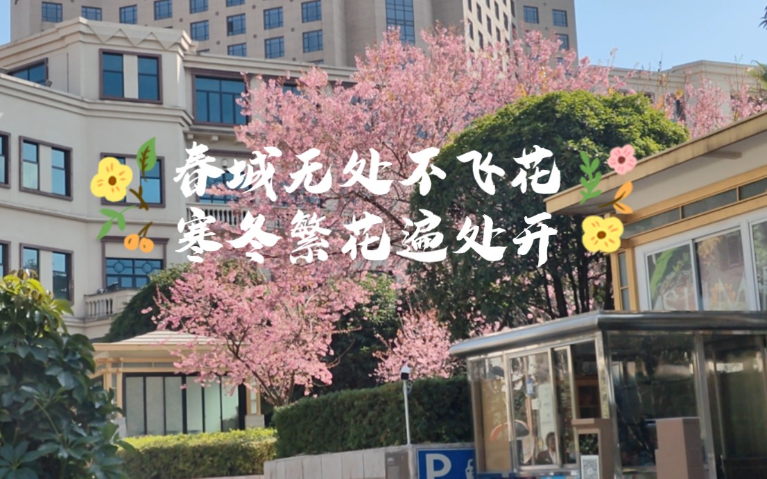 春城无处不飞花,寒冬繁花遍处开在和煦阳光下,欣赏竞相绽放的繁花赏梅