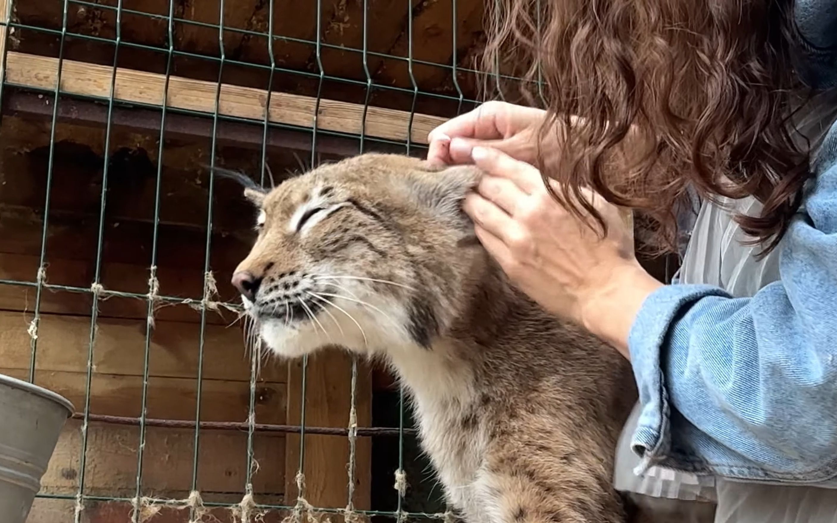 猞猁乌姆卡: 两脚兽揪毛,真舒服 (猞猁姐姐20231015)