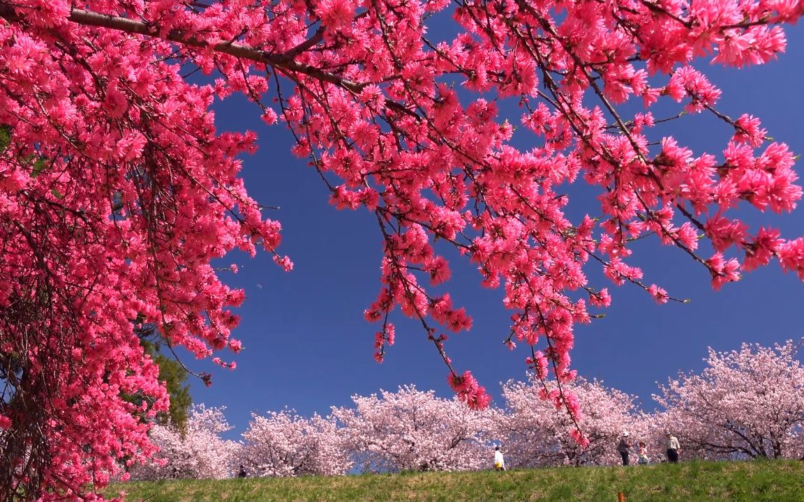 【超清日本】第一视角 美丽的长野县 小布施町 千曲川河岸的油菜花和樱花 (2020.3拍摄) 2020.5