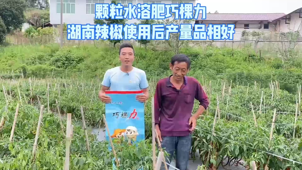 颗粒水溶肥巧棵力大华南湖南使用后产量高品相好