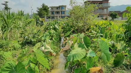 [图]美丽的乡村大自然