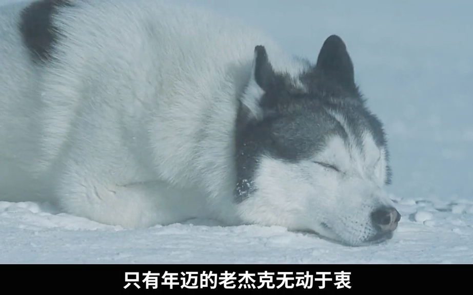 《南极大冒险》狗有时候比人还重情义!
