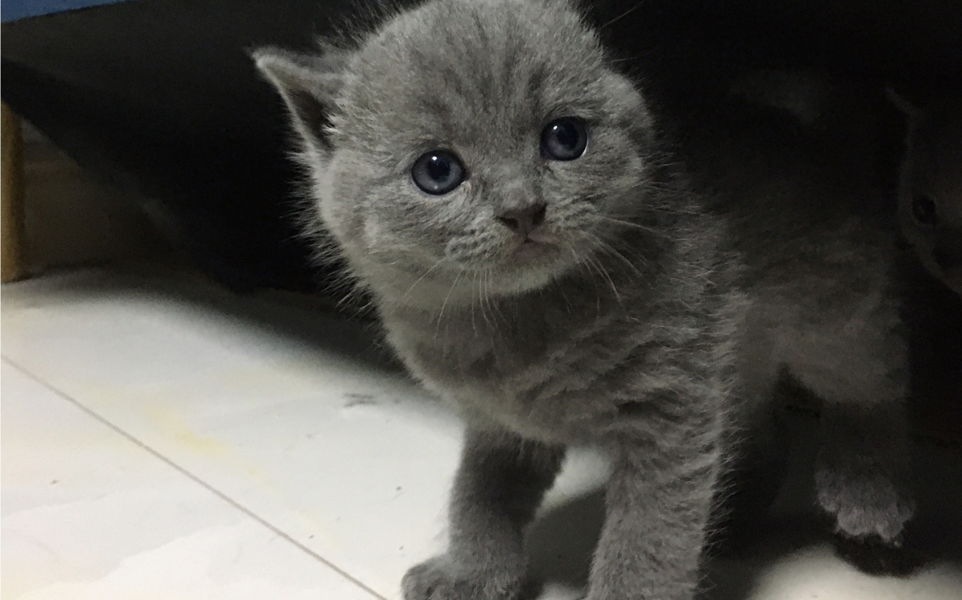 【蓝猫】一只小奶猫正向你走来啦!快满月啦