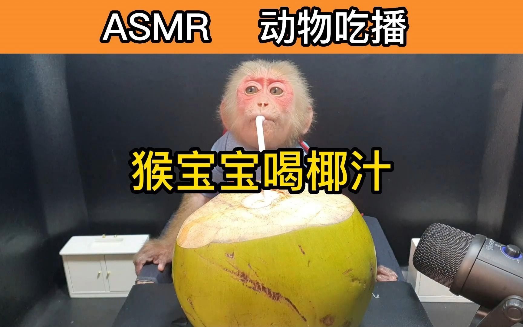 asmr小猴宝宝吃播喝椰汁助眠咀嚼音