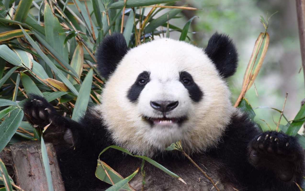 给福顺福来做的爆炸盒子