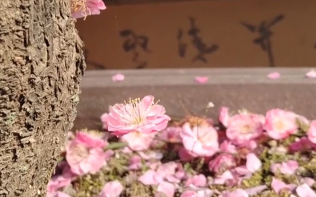 梅花被蜘蛛丝缠绕空中旋转,古人会怎么形容这个场景呢