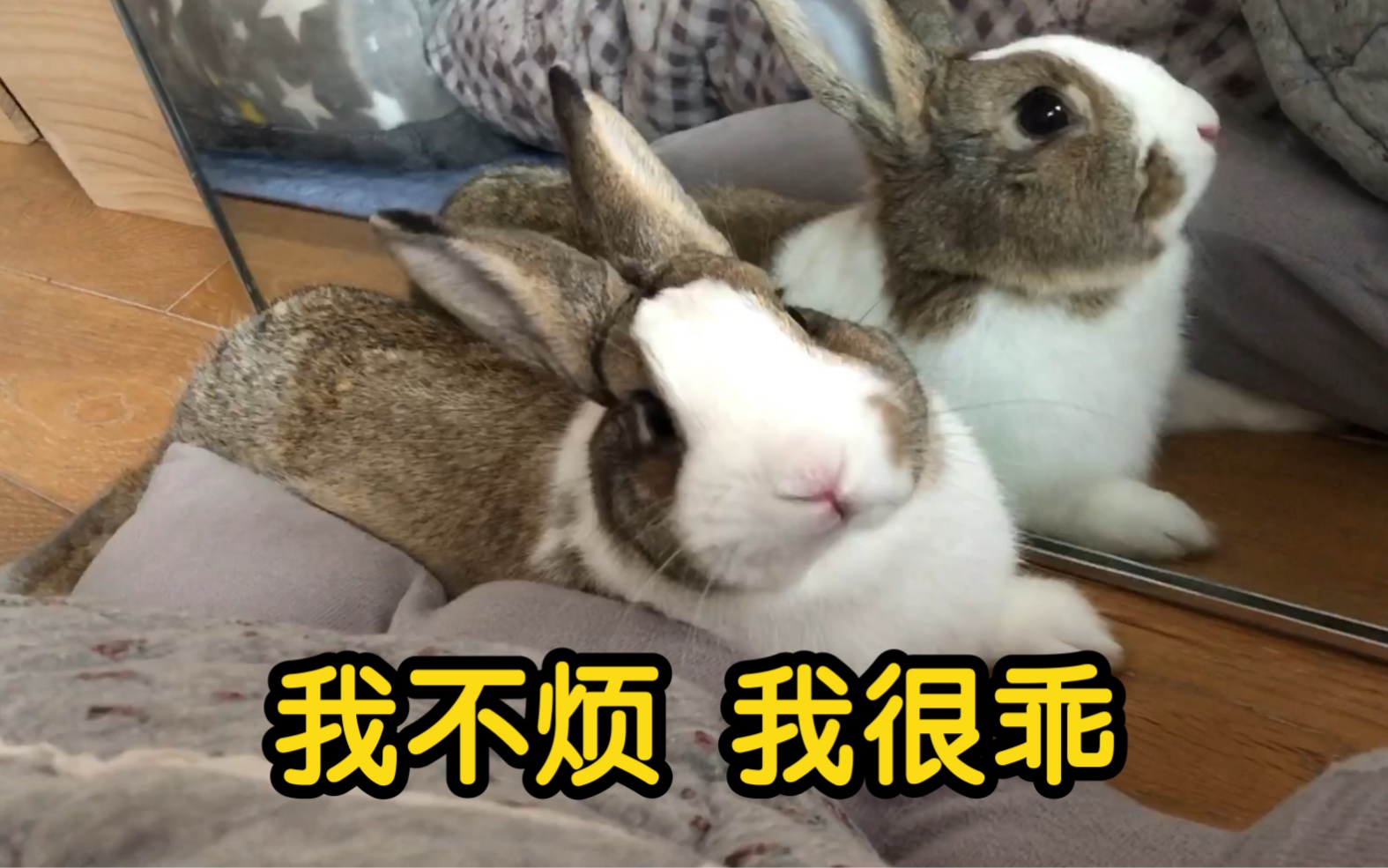 【烦人兔精】甩都甩不掉的兔子