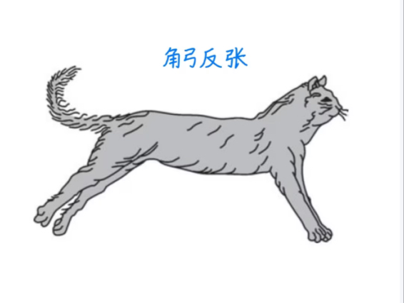 《主播自己打不出来的思路就只能拜托别人打》