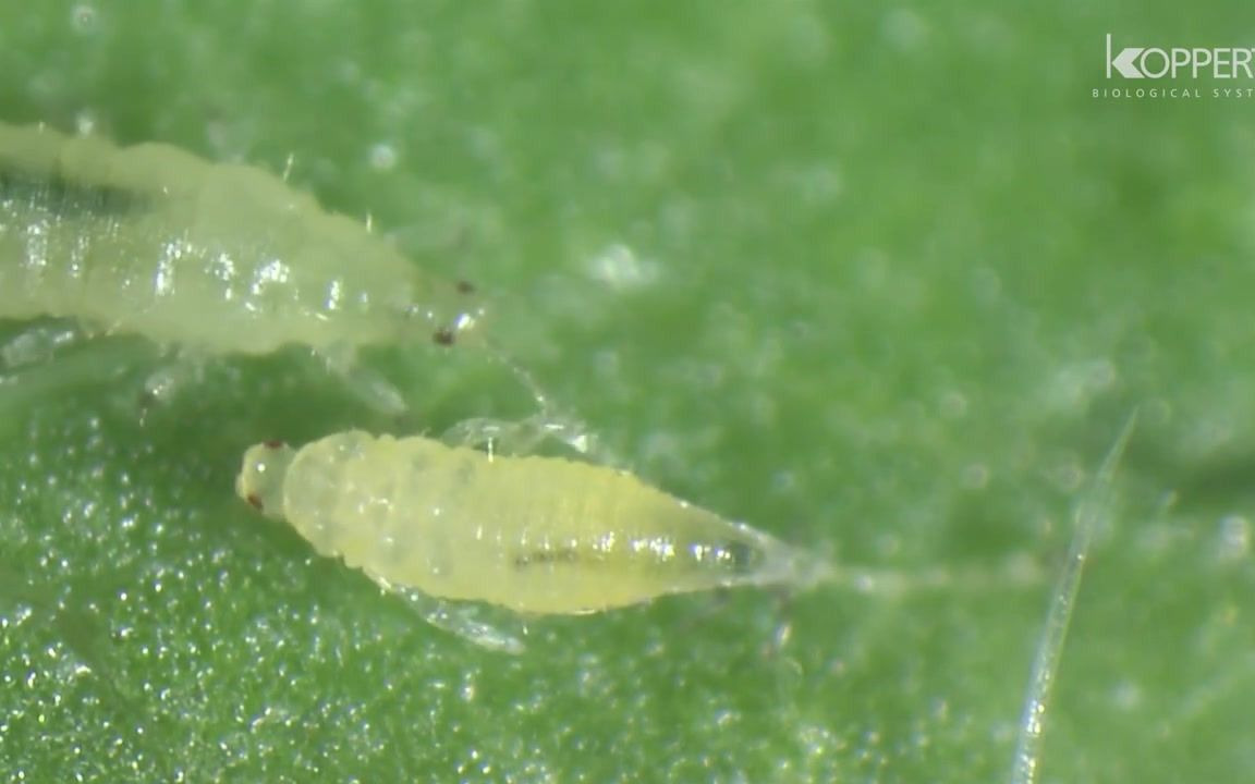 [图]蓟马的生命周期 The life cycle of thrips