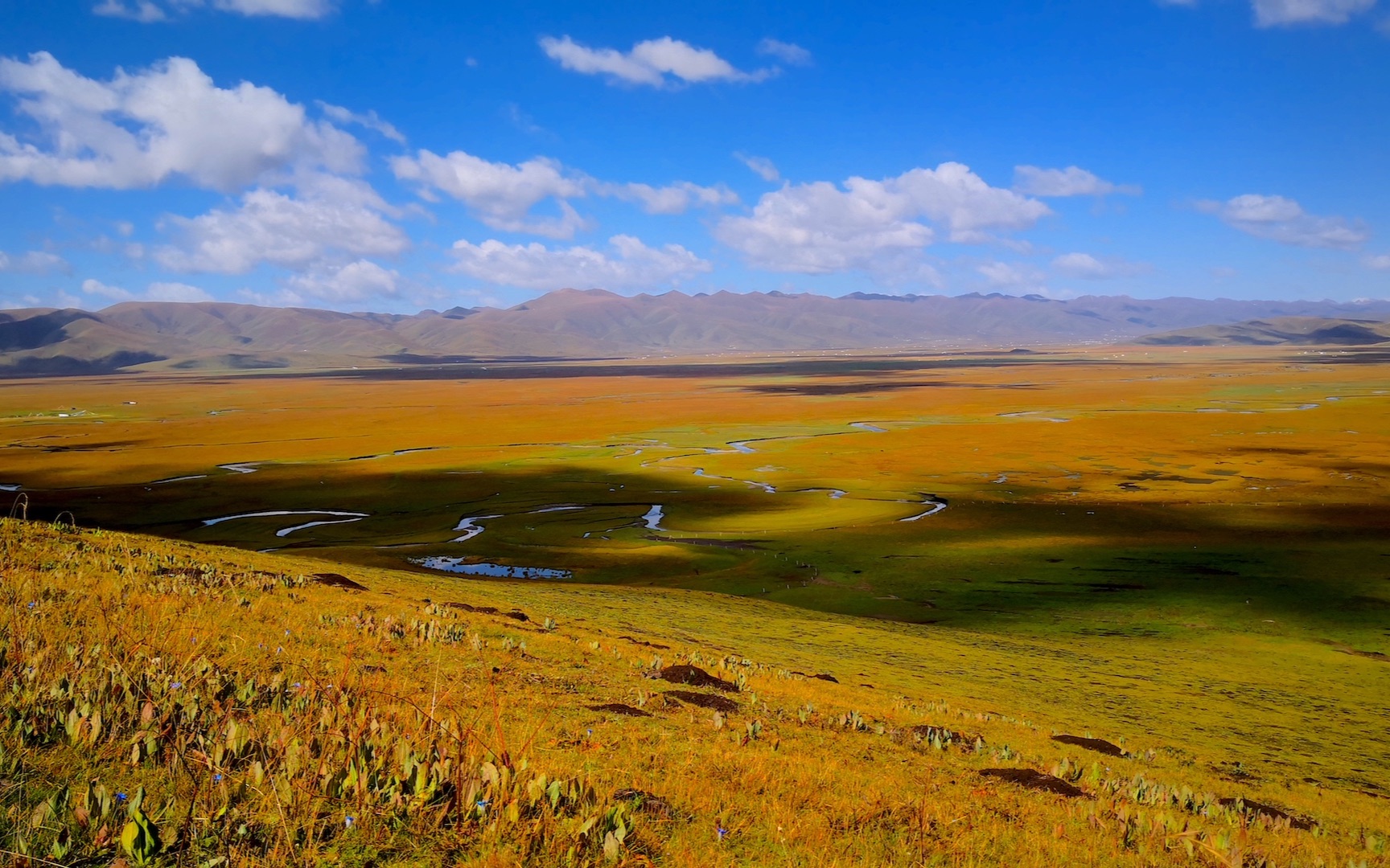 2021甘南行 阿万仓湿地
