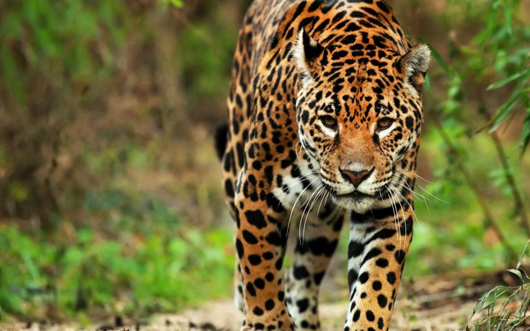 【搬运】动物园之星mod-美洲豹