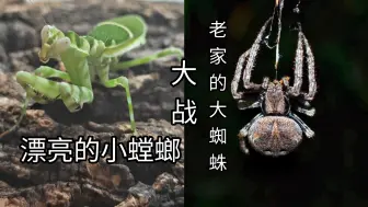 Tải video: 【补考】大腹园蛛vs琼崖弧纹螳