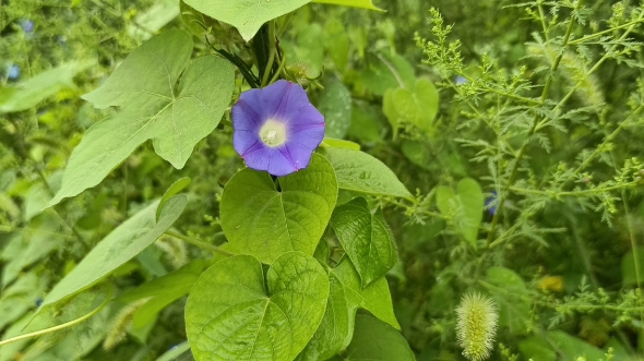 上期心理小测验的解析,外加入村测核酸在路边拍的雨后牵牛花