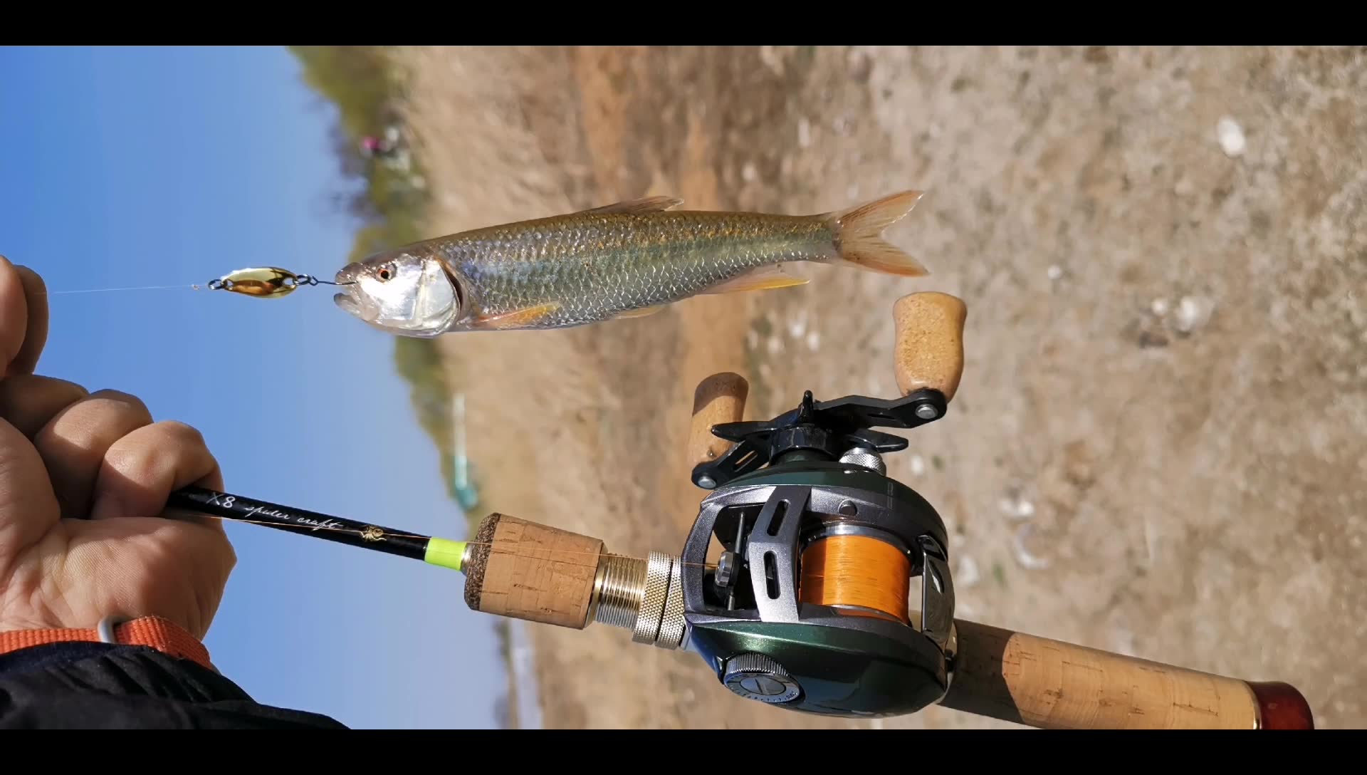 青岛胶州微物路亚马口,随着气温上升,马口开始发色了