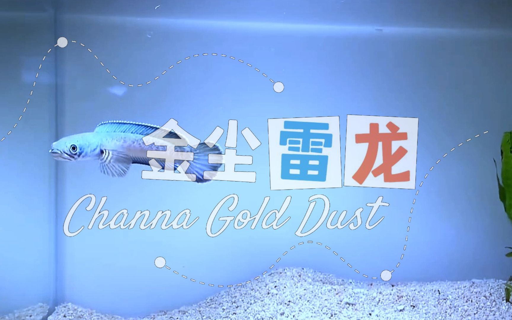 [图]最全雷龙品种介绍：金尘雷龙Channa Gold Dust