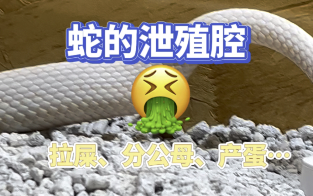 蛇:你也是来拉屎的吗!哈哈哈哈哈快看我拍到了它排泄和生产的画面耶!#宠物蛇 #蛇拉屎 #蛇生蛋哔哩哔哩bilibili