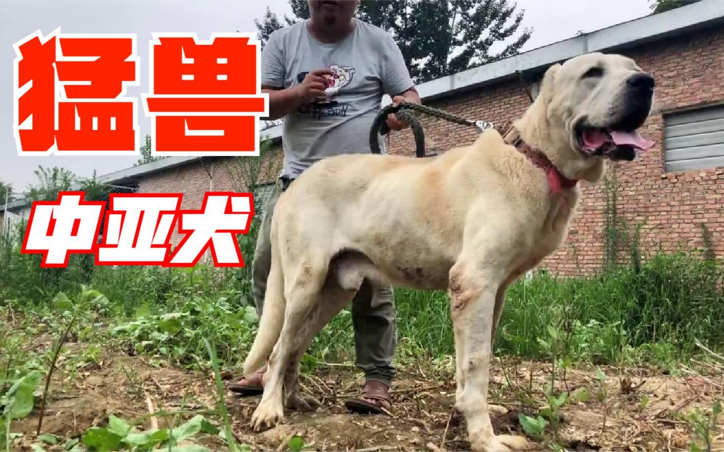 世界十大猛犬之一中亚牧羊犬英勇无畏战斗力强守护护卫犬