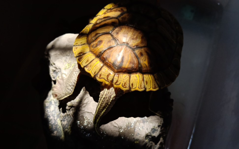 乌龟实拍乌龟喷水迷惑可爱行为记录