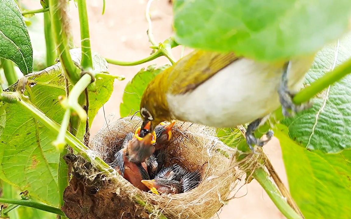 绣眼鸟育雏,幼鸟:妈妈,这葡萄有点大耶