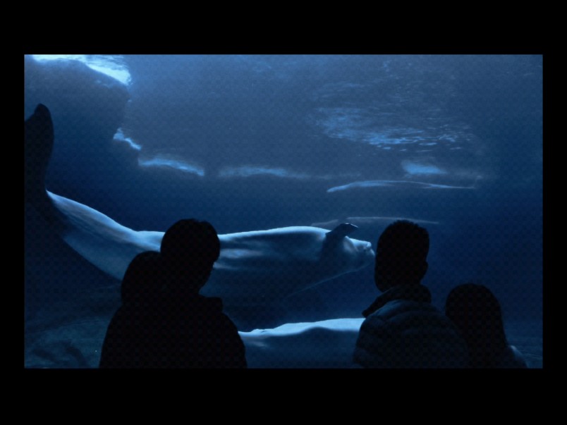 现在的你看到的我是 柯德莉蓝