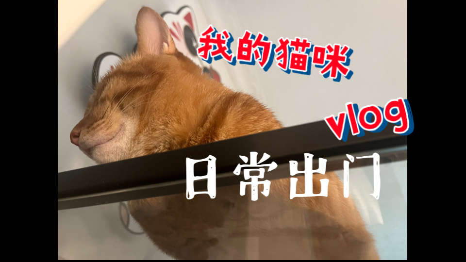 【慵懒猫】日常出门前的懒猫们 | 美短橘猫 | 治愈猫哔哩哔哩bilibili