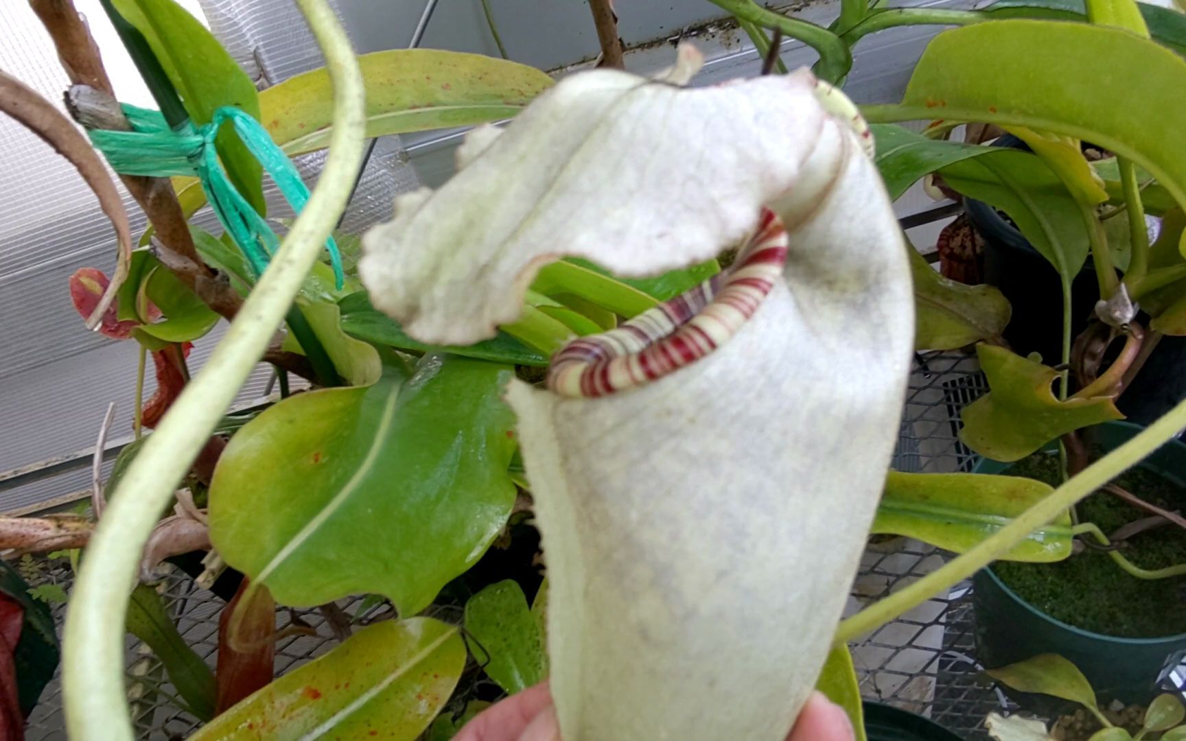 【油管】真正的白色豹斑猪笼草!