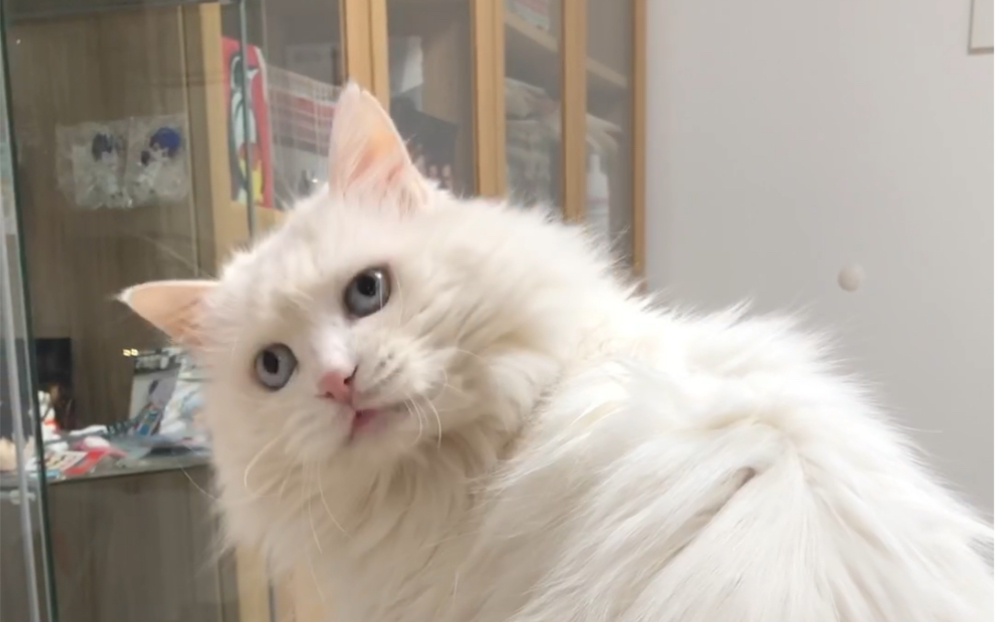 高冷白猫阿拉妙日常2:舔毛中不要打扰我_哔哩哔哩 (゜-゜)つロ 干杯