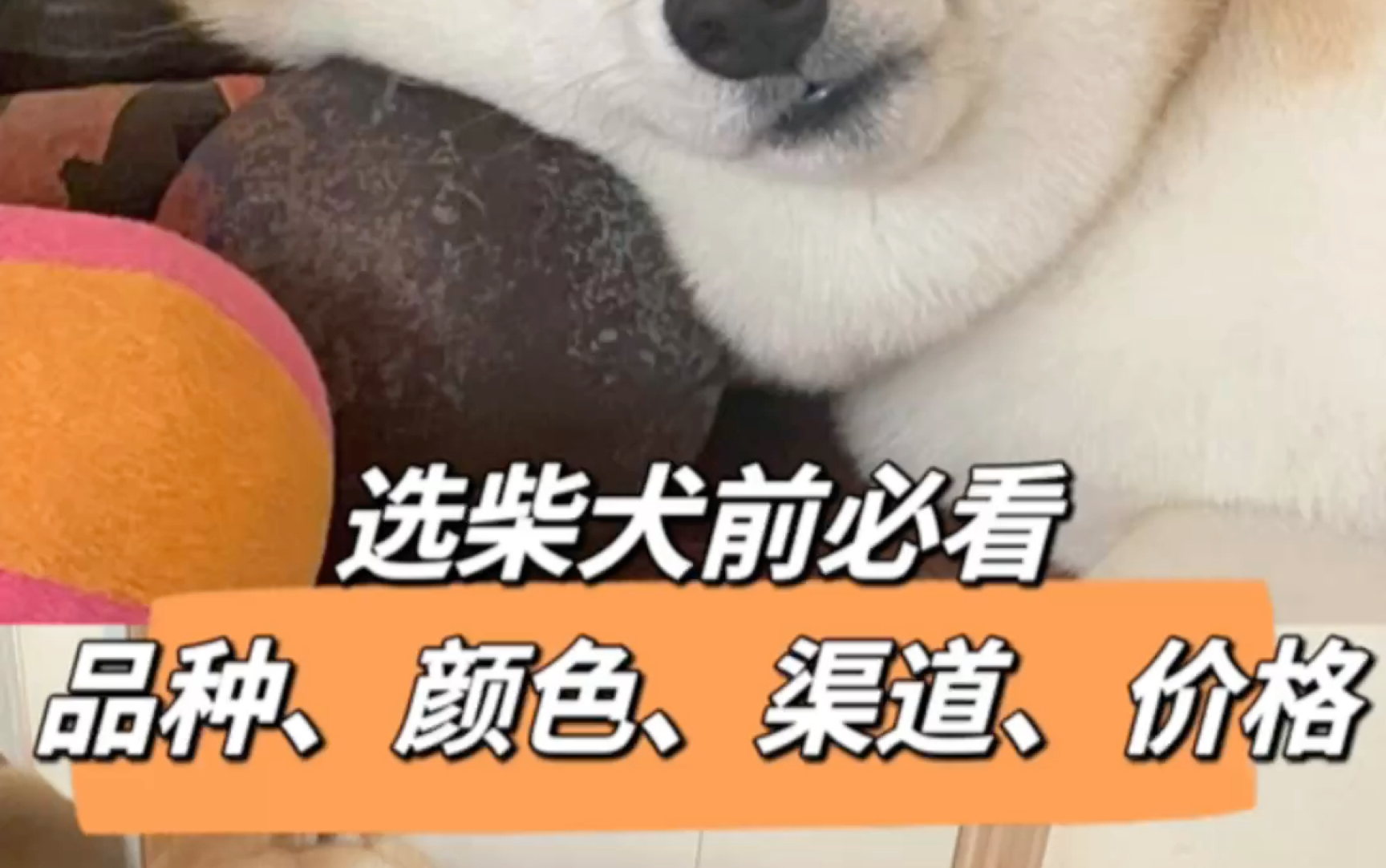 [图]挑选柴犬前必看，关于品种、颜色、渠道、价格的那些事儿～