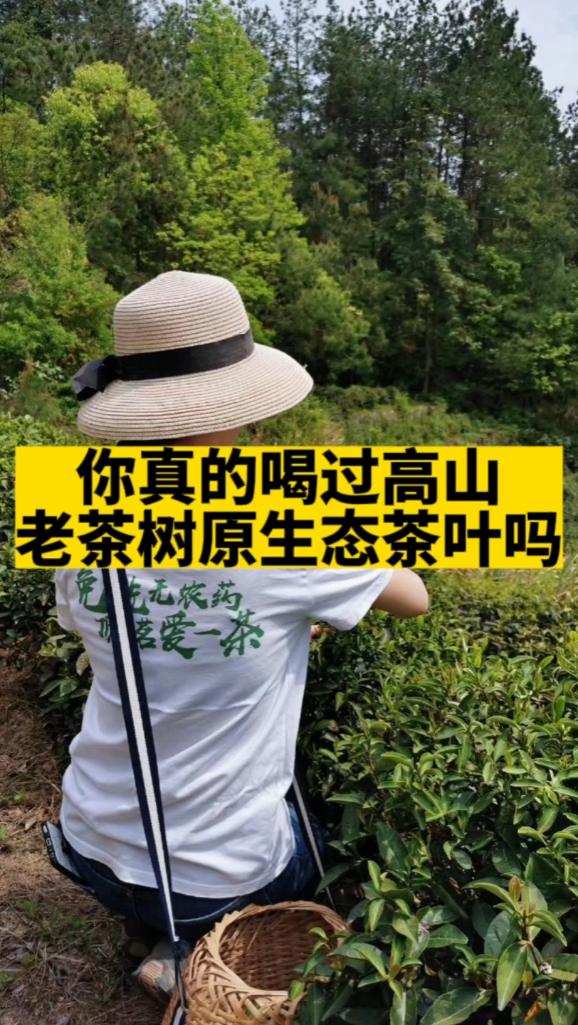 【你真的喝过高山老茶树原生态的茶叶吗】顶茗爱一茶岳西翠兰只做高山老茶树原生态的茶叶,不使用农药化肥除草剂,自然生长,只采春茶一季,喝了就会...