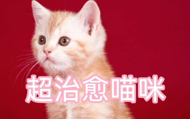 猫咪咪最全合集哔哩哔哩bilibili