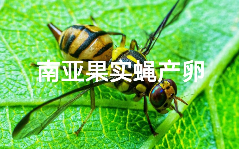 活动作品南亚果实蝇产卵