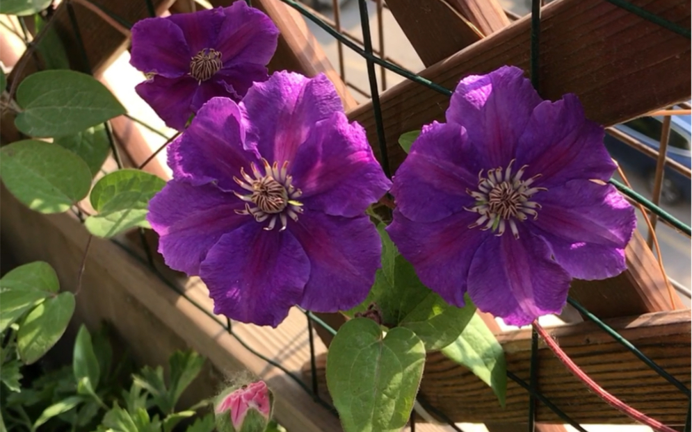 铁线莲爱炫开花很小