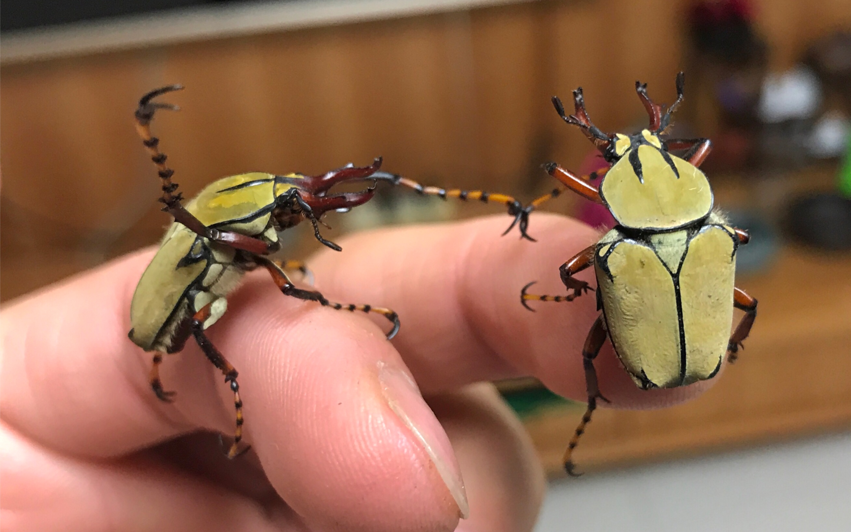 【黄粉鹿角花金龟】桌面上的缠斗_哔哩哔哩_bilibili