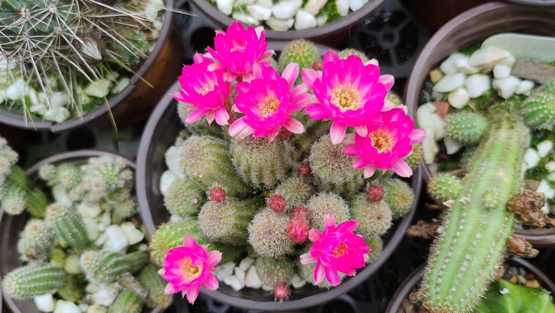 白檀仙人球珍妮夫人