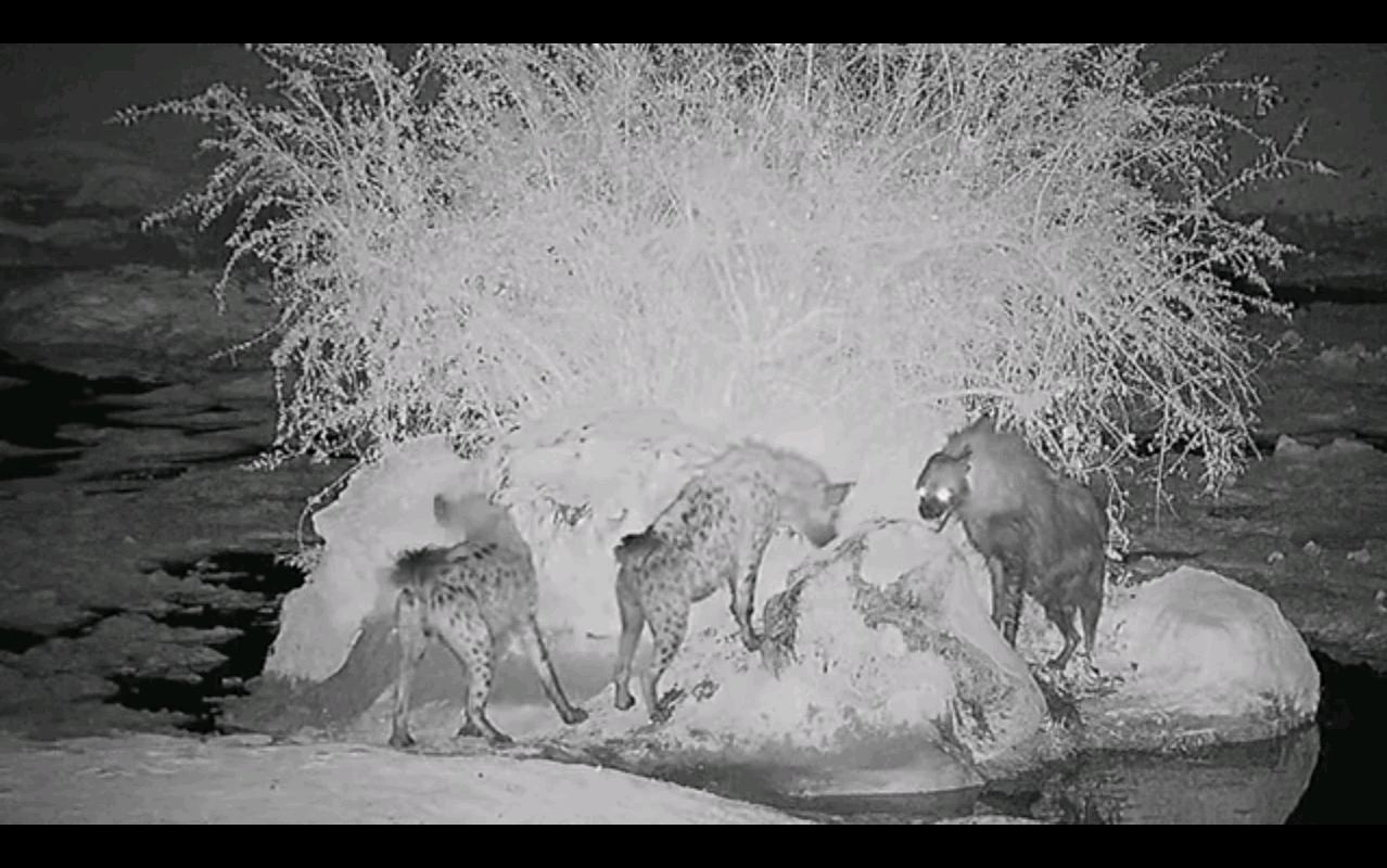 棕鬣狗对峙两只斑鬣狗