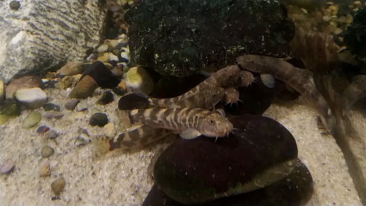 求鉴定,实在查不到资料了,这是什么种的南鳅呀