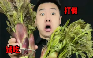 Download Video: 比香椿还要贵的野菜“刺老芽”真的好吃吗？