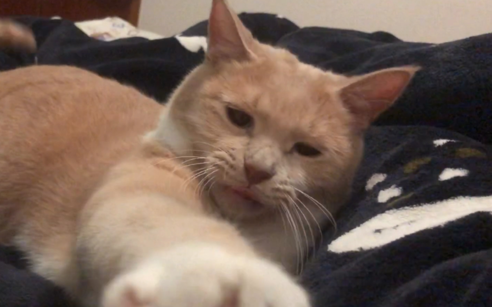 【奶茶色橘猫】一起睡觉吧