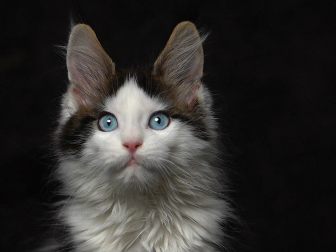 蓝眼睛缅因猫棕虎斑加白大脚弟弟找新家!