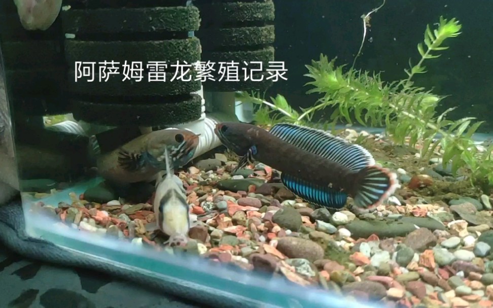 源叔的鱼阿萨姆雷龙鱼寝室繁殖记真的很有意思