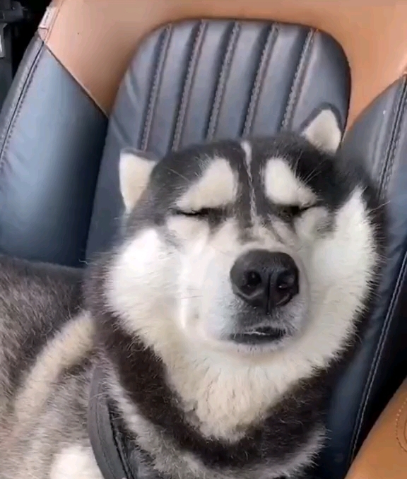 狗狗的搞笑瞬间大揭秘"