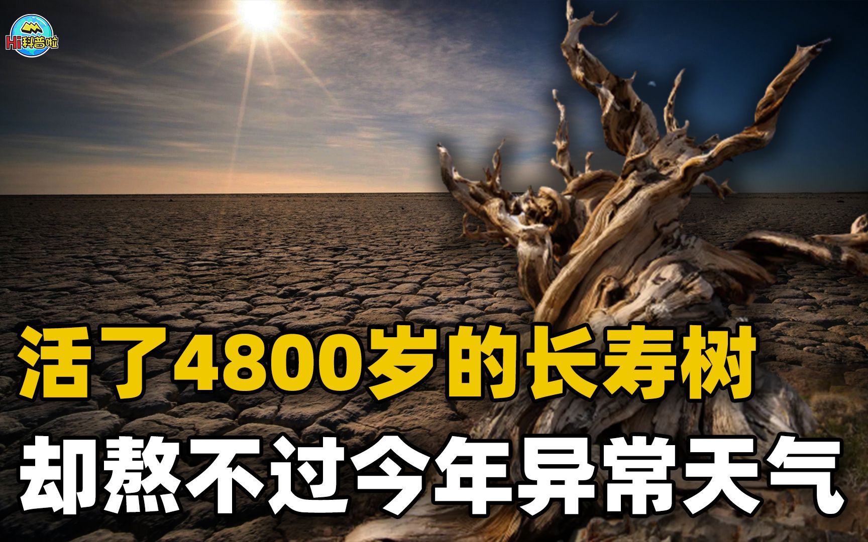 世界最长寿的树或将死去!挺过了4800年,却可能挺不过今年的高温哔哩哔哩bilibili