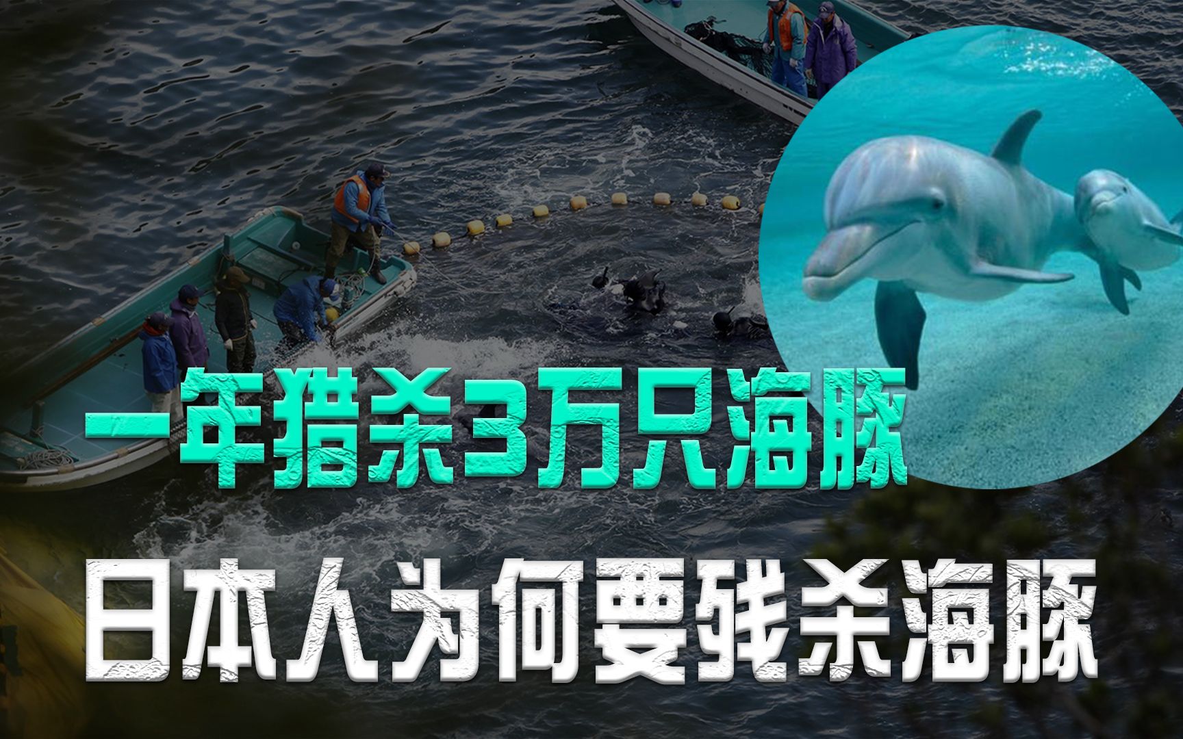 死亡过程长达半小时,一年猎杀3万只海豚,日本人为何要残杀海豚哔哩哔哩bilibili