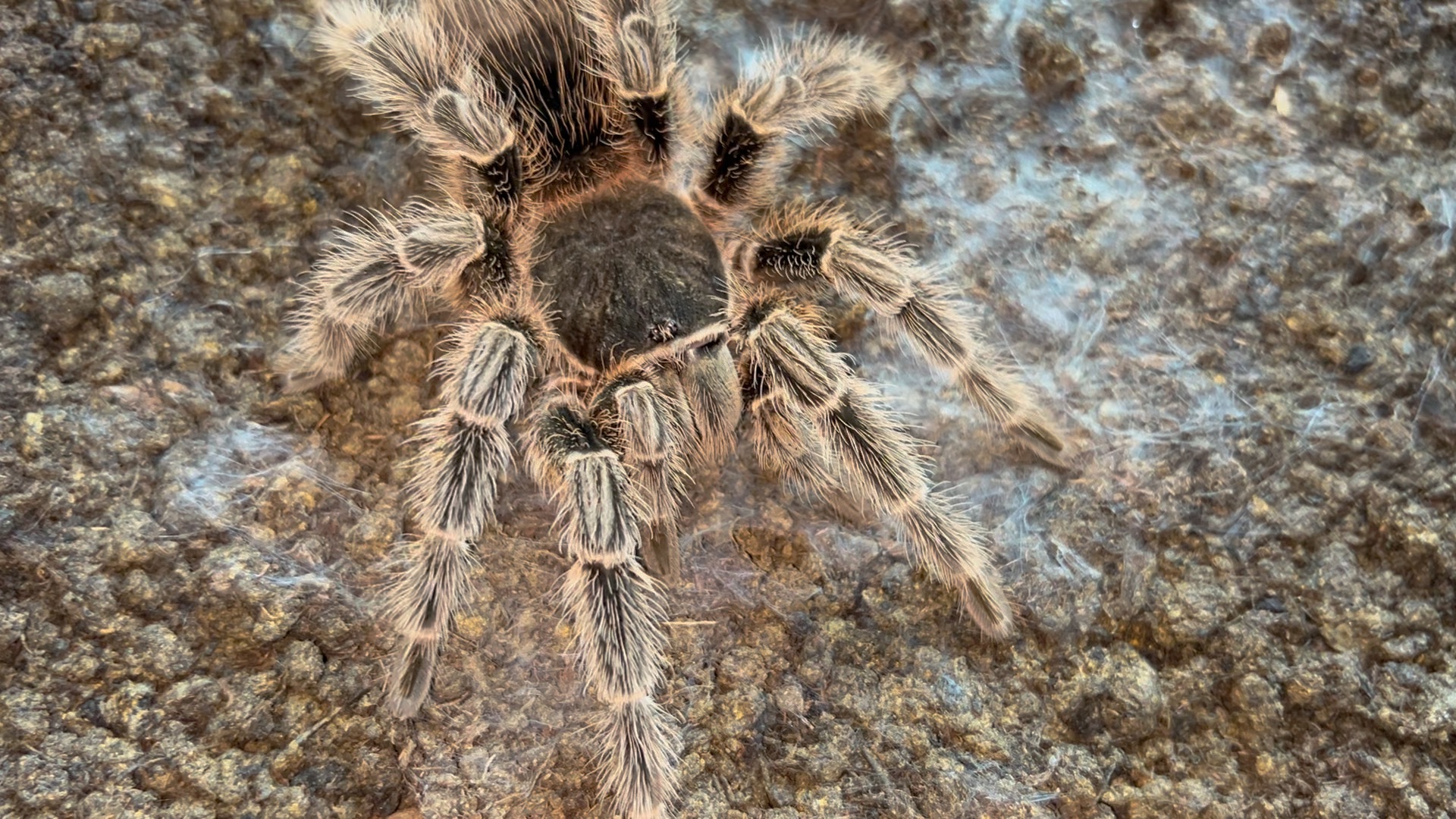 还在把所罗门当猩红?来看看真正的巴伊亚猩红