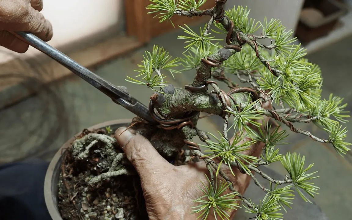 【盆栽Bonsai植物】介绍以前投稿的改作风景哔哩哔哩bilibili