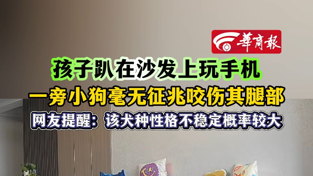 孩子趴在沙发上玩手机 一旁小狗毫无征兆咬伤其腿部 网友提醒：该犬种性格不稳定概率较大