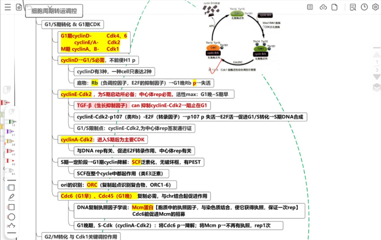 【细胞生物学】MPF的发现历程、CDK、细胞周期转运调控哔哩哔哩bilibili