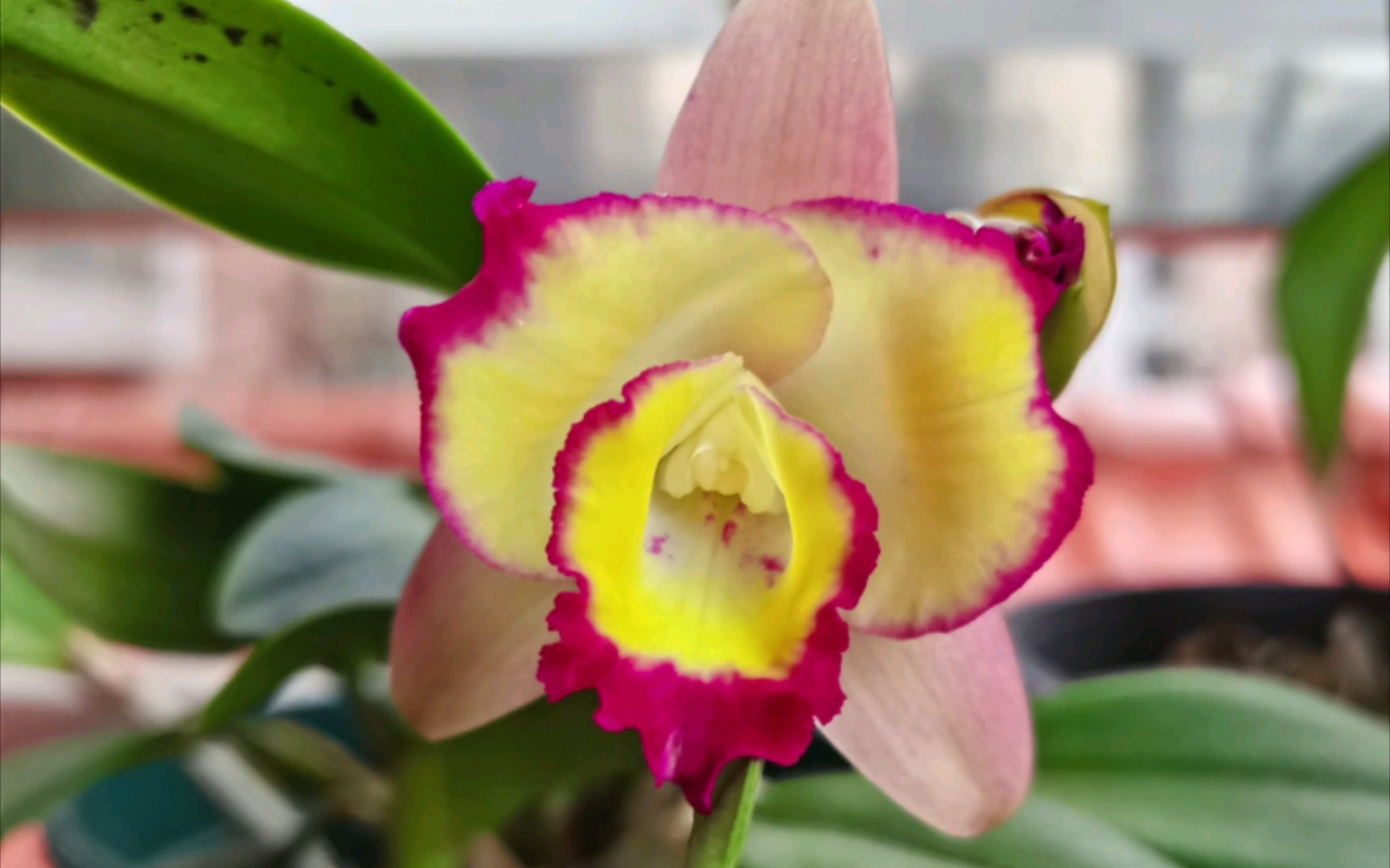 卡特兰—红心皇后