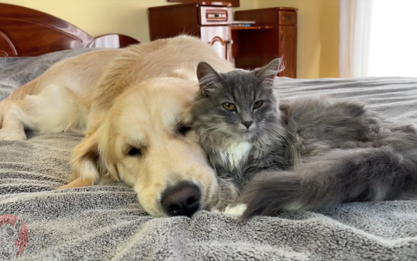 可怜的金毛因为小猫咪的亲吻而无法入睡.