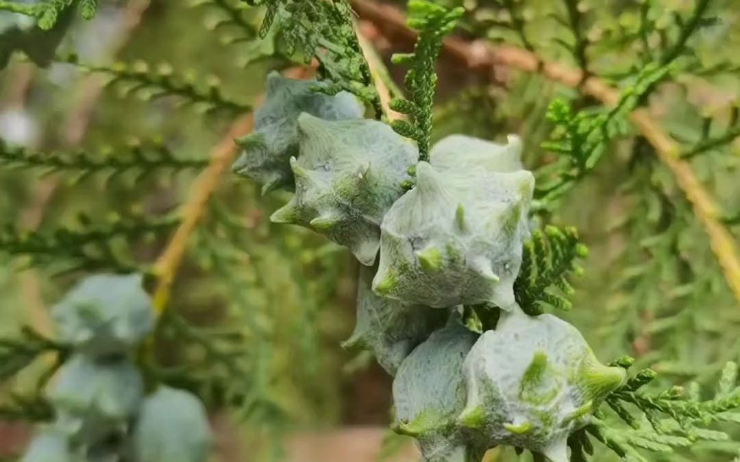 [图]山间百草，认识是宝！带你认识乡村的中草药